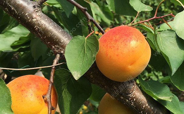 杏和黃瓜能一起吃嗎？杏子和黃瓜一起吃好不好？(1)