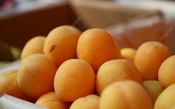 杏和白糖能一起吃嗎？杏子和白糖一起吃好嗎？(3)