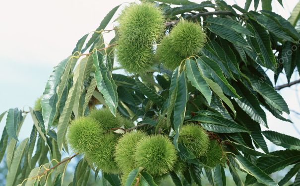 板栗葉的功效與作用有哪些？板栗葉有什么用？(1)