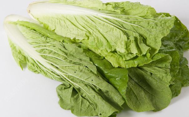 白菜的熱量是多少？白菜的熱量高嗎？(1)