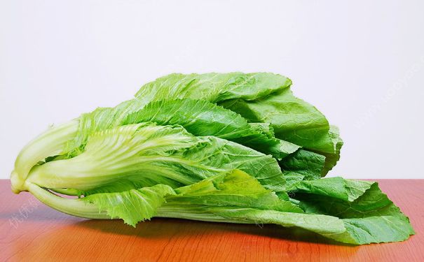 白菜的熱量是多少？白菜的熱量高嗎？(3)