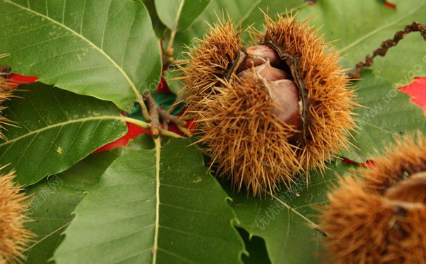 夏天吃板栗好嗎？夏天可以吃板栗嗎？(2)