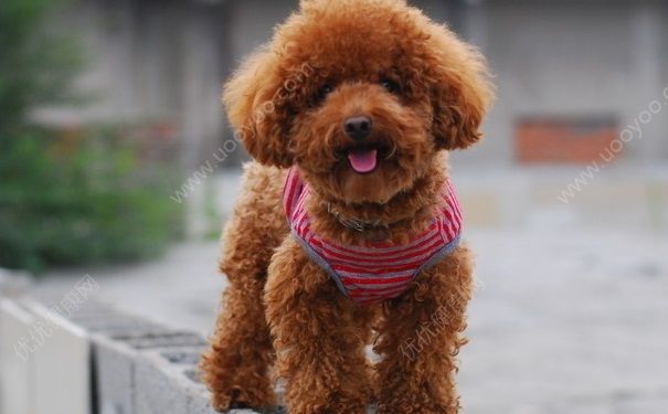 狗能吃板栗嗎？泰迪狗吃板栗好不好？(1)