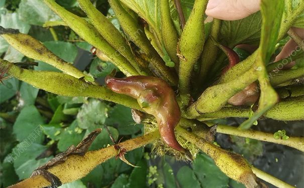 菱角長在哪里？菱角是長在什么地方？(2)