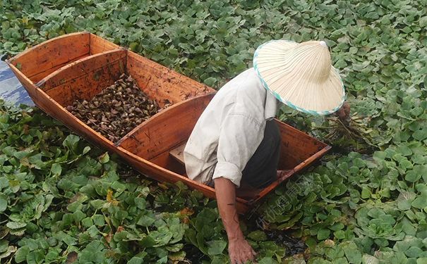 菱角長在哪里？菱角是長在什么地方？(3)