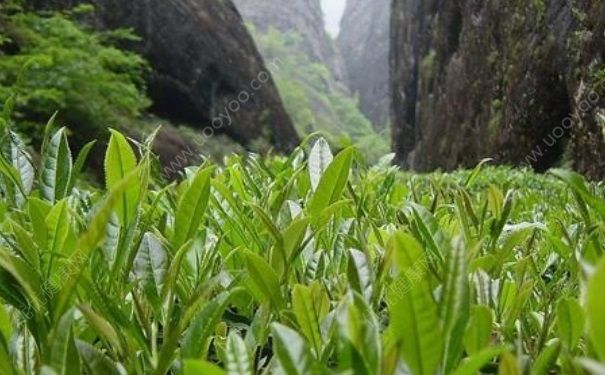 武夷巖茶屬于什么茶？武夷巖茶有什么功效？(5)