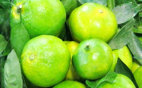 橘子怎么吃治咳嗽？怎么吃橘子能治咳嗽？(1)