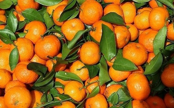橘子吃多了會(huì)肚子疼嗎？橘子吃多了為什么肚子疼？(3)