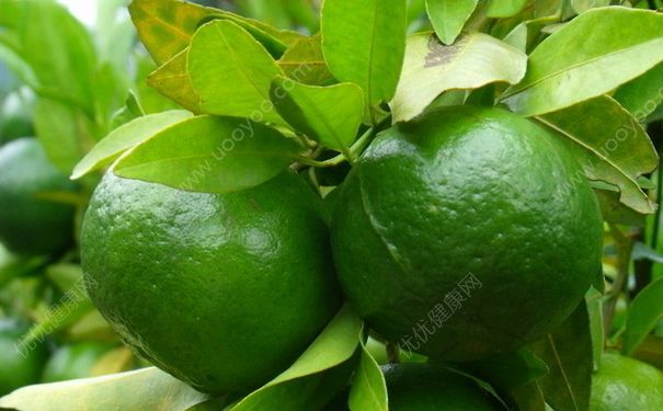 橘子沒熟吃了會(huì)怎么樣？橘子沒熟能吃嗎？(1)