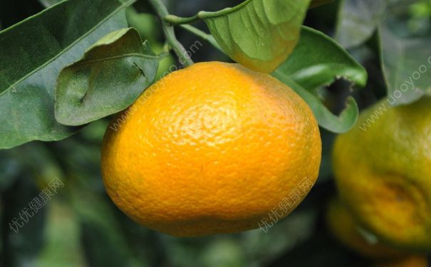 橘子沒熟吃了會(huì)怎么樣？橘子沒熟能吃嗎？(3)