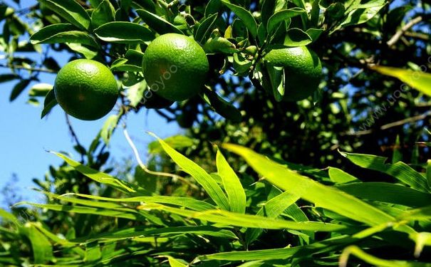 橘子沒熟吃了會(huì)怎么樣？橘子沒熟能吃嗎？(4)