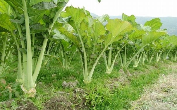 芥末是什么做的？芥末有什么好處？(1)