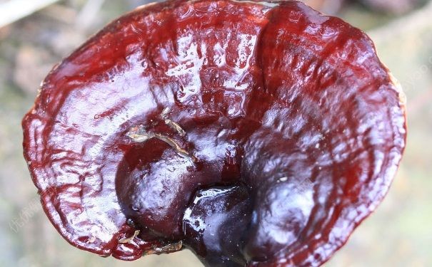 靈芝不能和什么同吃？靈芝的食用禁忌(1)