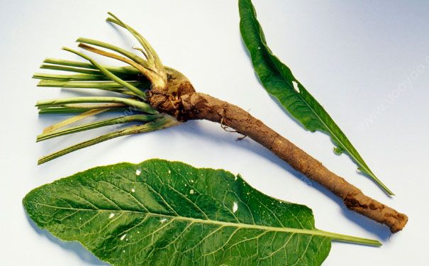 吃辣根有什么好處？辣根的功效與作用(1)
