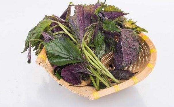 紫蘇有什么功效？紫蘇的功效和作用(1)