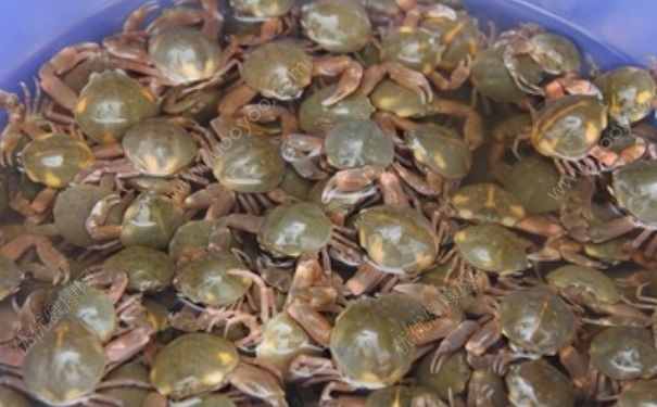 螃蟹放冰箱能放多久？螃蟹冷藏能防幾天？(1)