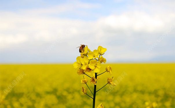 黃芪不適合什么人吃？黃芪不適合人群(1)