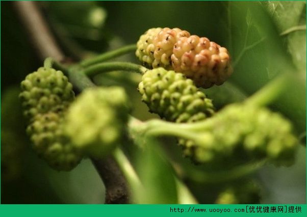 吃桑葚上火嗎？吃桑葚會(huì)不會(huì)上火？(3)