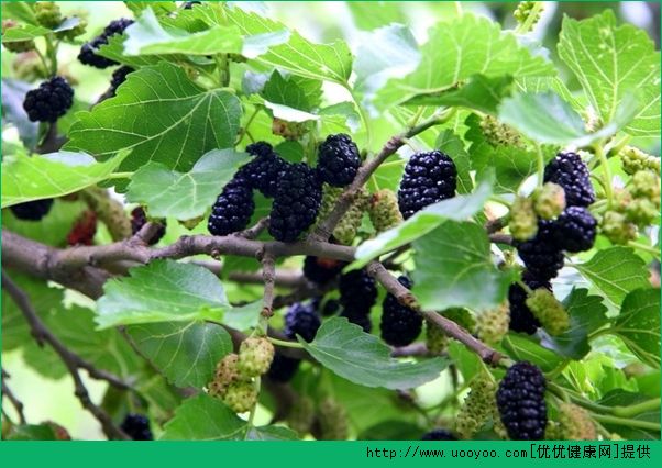 春天應(yīng)該吃什么水果？什么水果春天吃最好？(3)