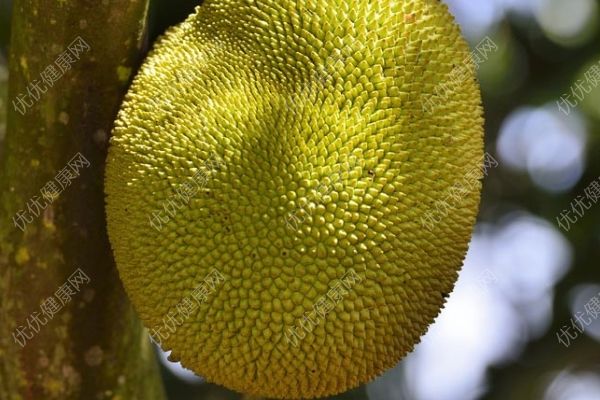 菠蘿蜜是涼性還是熱性？菠蘿蜜是酸性還是堿性？(3)