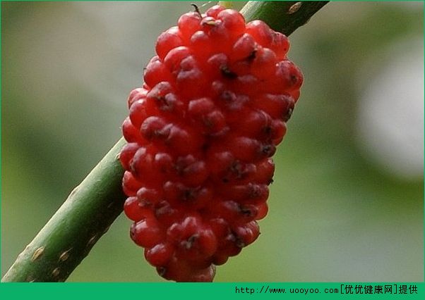 吃桑葚手黑了怎么洗？吃桑葚手黑了有影響嗎？(4)