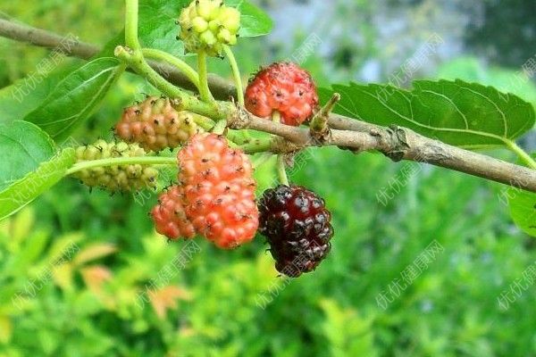 吃桑葚會(huì)使牙齒變黑嗎？吃桑葚會(huì)不會(huì)讓牙齒變黑？(1)