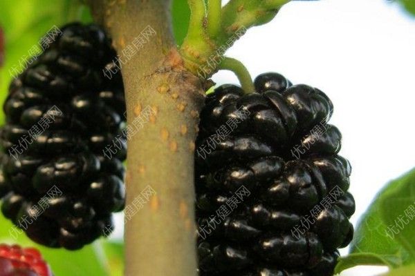 吃桑葚會(huì)使牙齒變黑嗎？吃桑葚會(huì)不會(huì)讓牙齒變黑？(4)