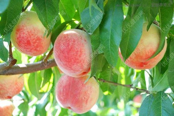 桃子有什么營養(yǎng)？桃子有什么好處？(1)