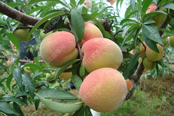 桃子有什么營養(yǎng)？桃子有什么好處？(4)