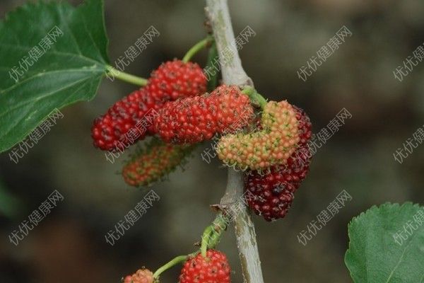 桑葚和芒果可以一起吃嗎？桑葚和芒果一起吃好不好？(4)