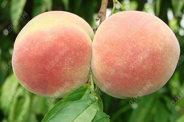 桃子皮有營養(yǎng)嗎？桃子皮能吃嗎？(3)