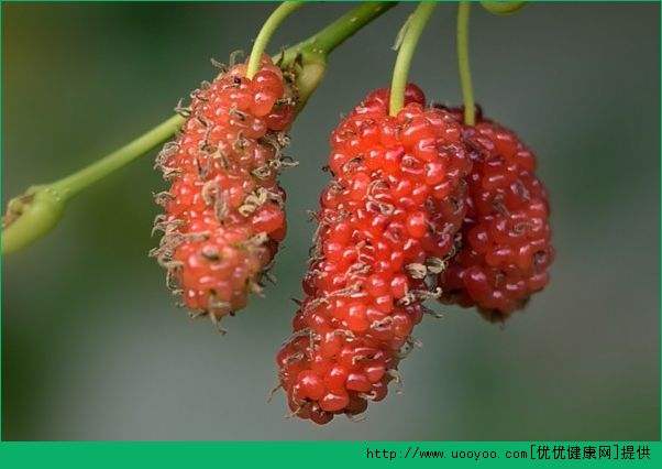 桑葚能和紅糖一起吃嗎？桑葚和紅糖一起吃好不好？(2)