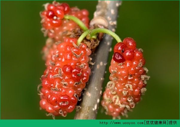 桑葚能和紅糖一起吃嗎？桑葚和紅糖一起吃好不好？(3)