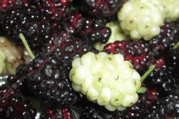 桑葚泡酒什么季節(jié)喝好？桑葚泡酒適合什么季節(jié)喝？(2)