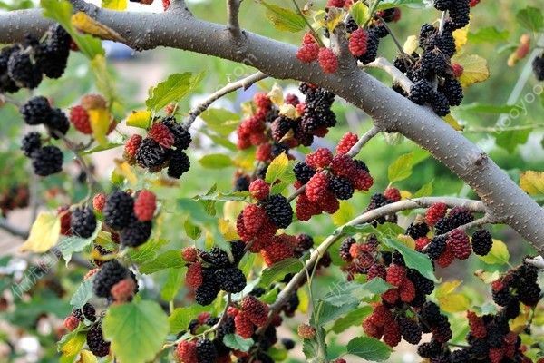 桑葚泡酒什么季節(jié)喝好？桑葚泡酒適合什么季節(jié)喝？(4)
