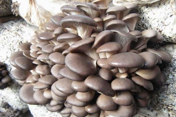 吃蘑菇會(huì)導(dǎo)致腎虛嗎？蘑菇對(duì)腎臟的危害(1)