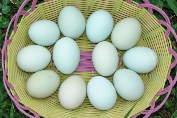 桑葚和鴨蛋能一起吃嗎？桑葚和鴨蛋可不可以一起吃？(1)