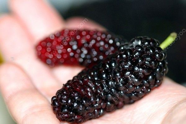 桑葚能和桂圓同食嗎？桑葚和桂圓一起吃好不好？(4)