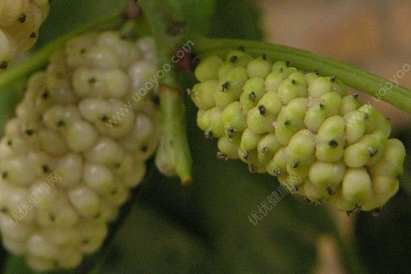 沒(méi)有成熟的桑葚能吃嗎？沒(méi)有成熟的桑葚吃了好不好？(1)