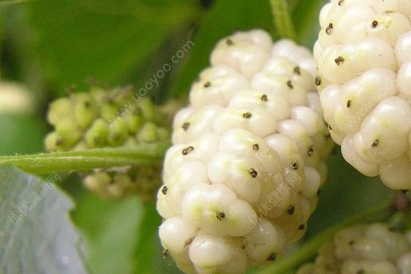 沒(méi)有成熟的桑葚能吃嗎？沒(méi)有成熟的桑葚吃了好不好？(2)