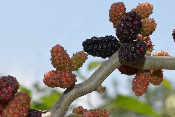 沒(méi)有成熟的桑葚能吃嗎？沒(méi)有成熟的桑葚吃了好不好？(4)