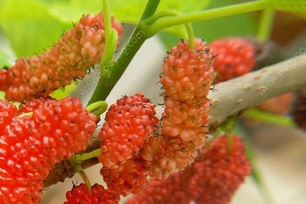 懷孕初期桑葚能吃嗎？懷孕初期吃桑葚好不好？(2)