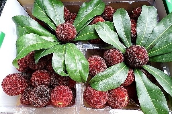楊梅可以放幾天？楊梅能存放多久？(4)