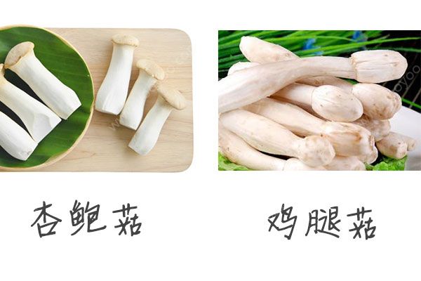 雞腿菇有什么營養(yǎng)？雞腿菇和杏鮑菇的區(qū)別(3)
