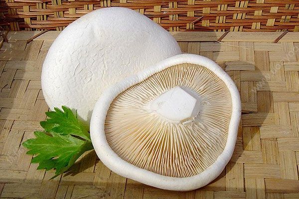 白靈菇的營養(yǎng)價值，白靈菇和杏鮑菇的區(qū)別(3)