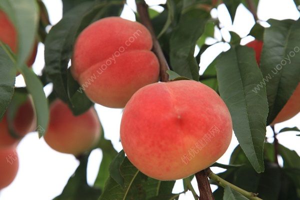 吃桃子傷胃嗎？吃桃子對(duì)胃好嗎？(1)