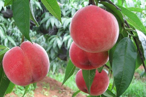 吃桃子傷胃嗎？吃桃子對(duì)胃好嗎？(2)