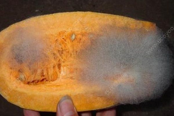 南瓜為什么會苦？南瓜發(fā)苦能吃嗎？(2)