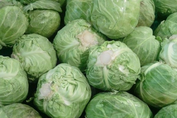 包菜為什么會苦？包菜苦是什么原因？(1)