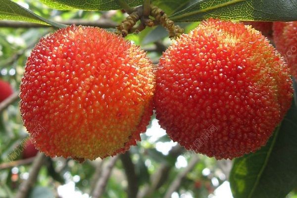 感冒可以吃楊梅嗎？感冒吃楊梅好嗎？(2)